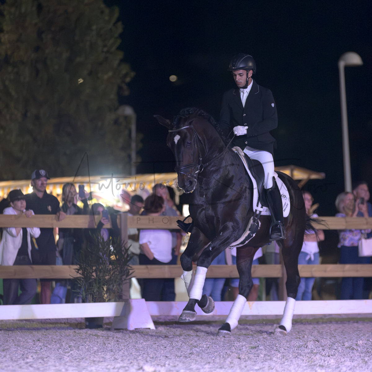 Horse Riding School - Dressage Single