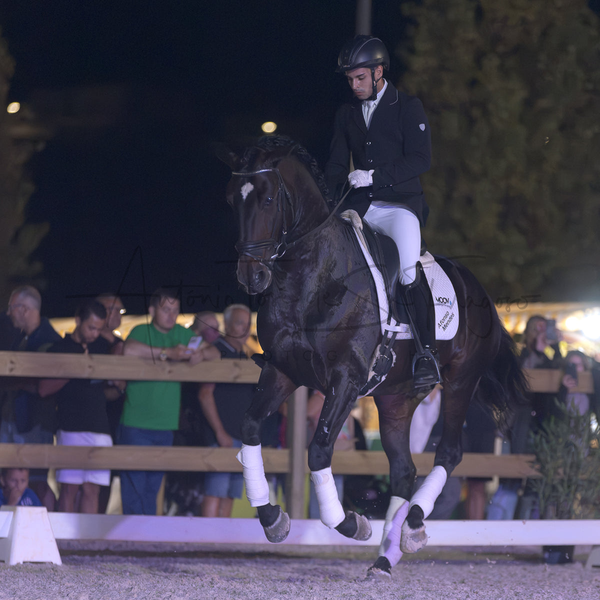 Horse Riding School - Dressage Single