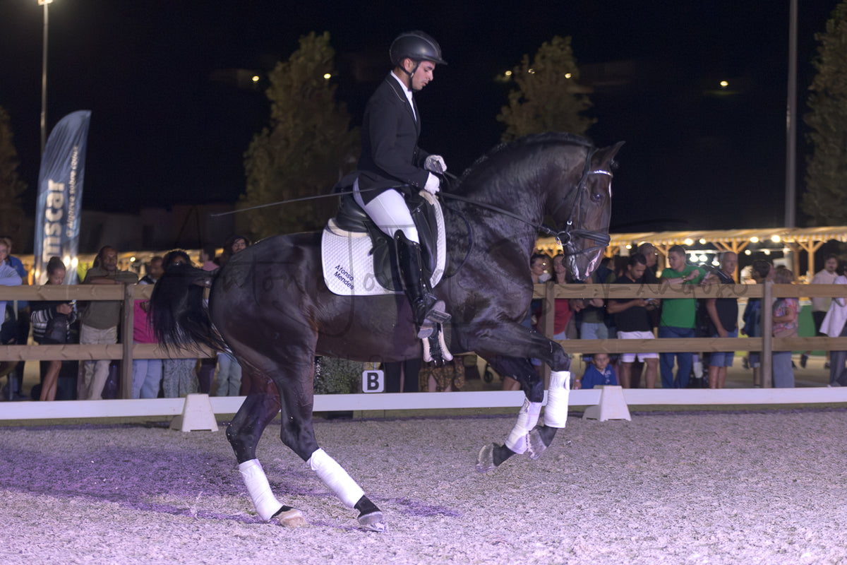 Horse Riding School - Dressage Single