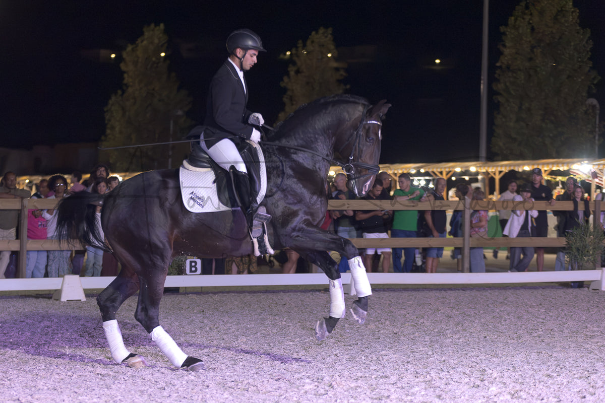 Horse Riding School - Dressage Single