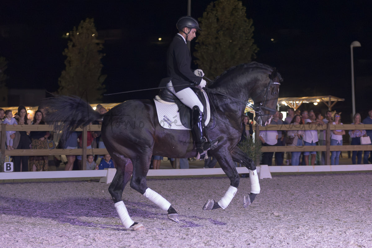 Horse Riding School - Dressage Single