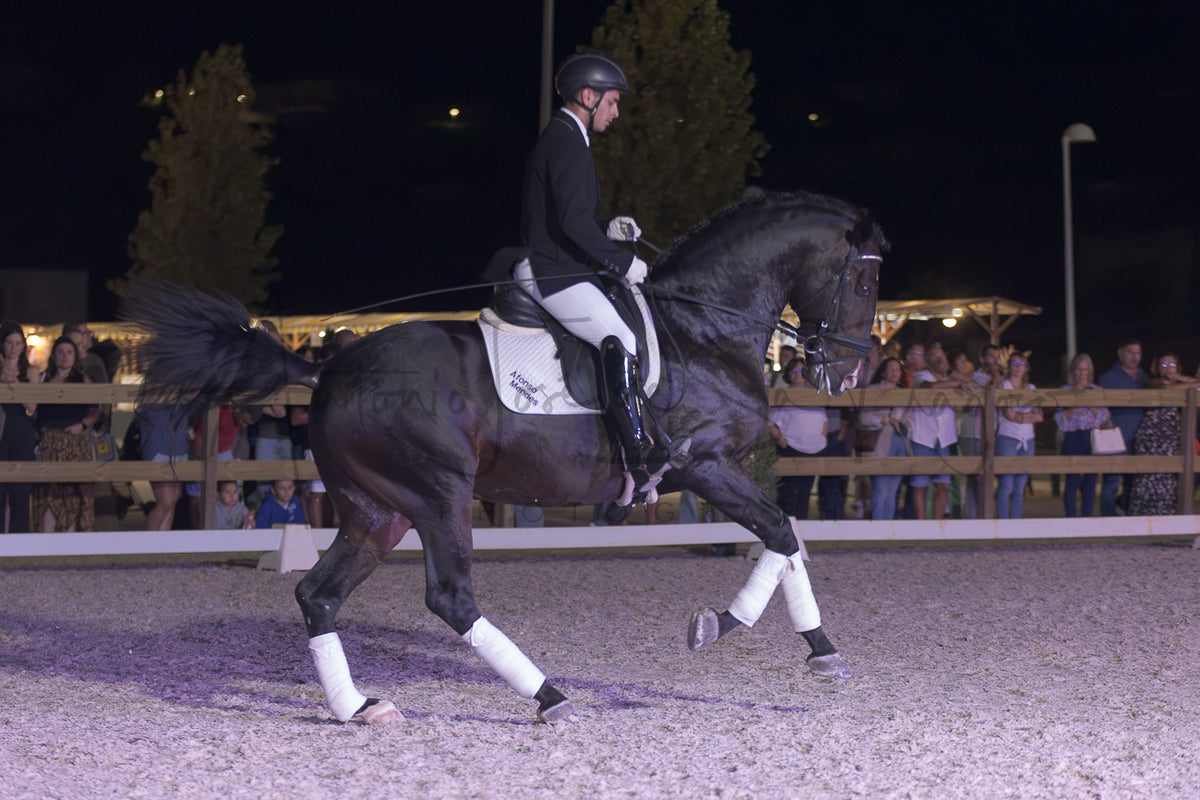 Horse Riding School - Dressage Single