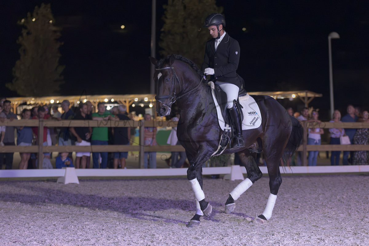 Horse Riding School - Dressage Single