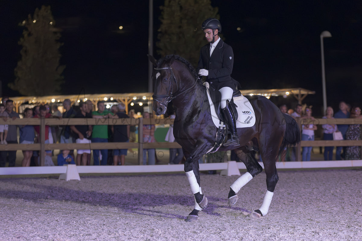 Horse Riding School - Dressage Single