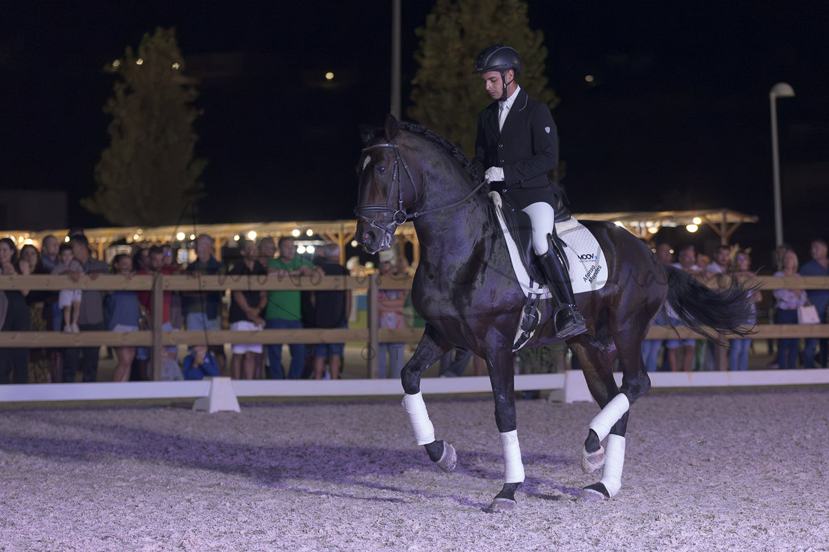 Horse Riding School - Dressage Single