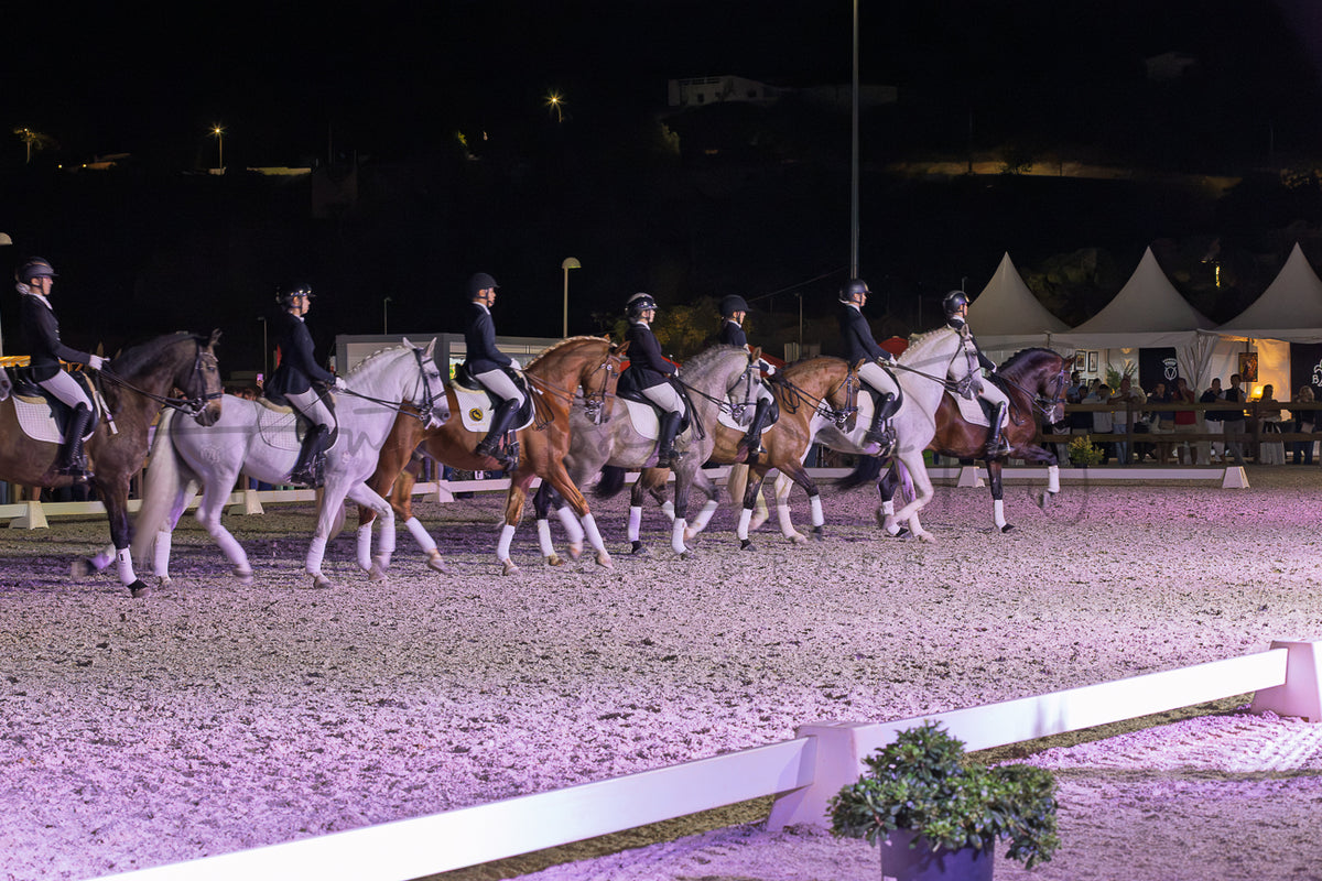 Horse Riding School - Dressage Collective