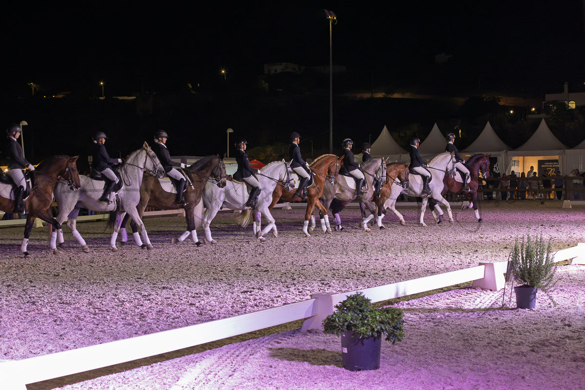 Horse Riding School - Dressage Collective