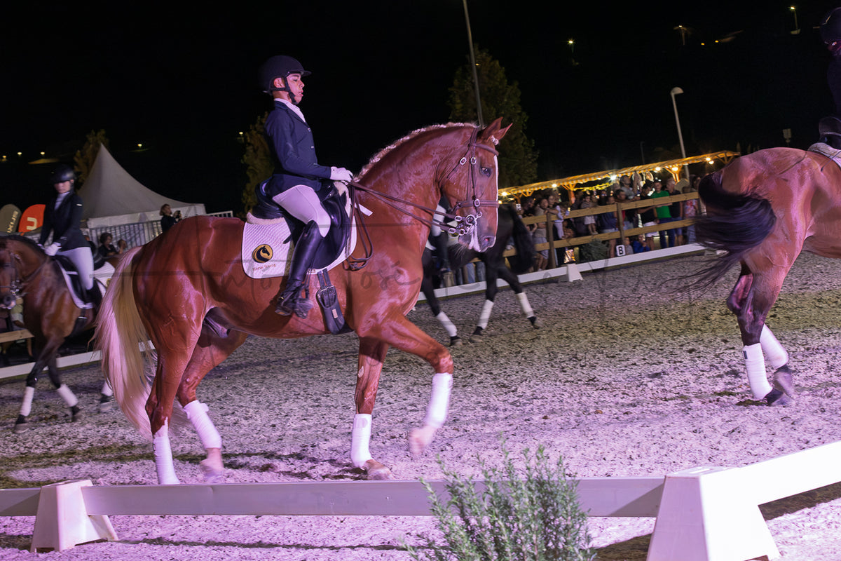 Horse Riding School - Dressage Collective
