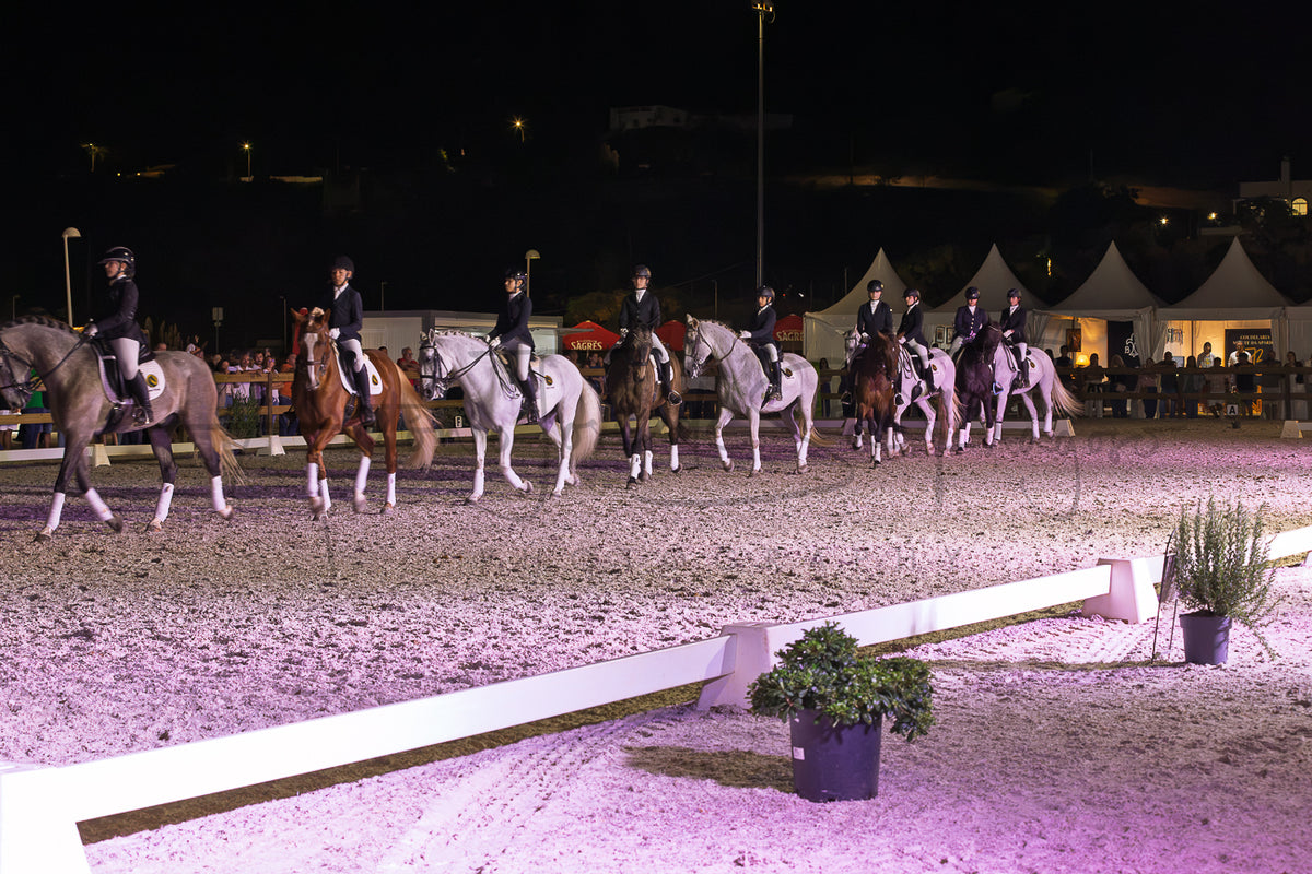 Horse Riding School - Dressage Collective