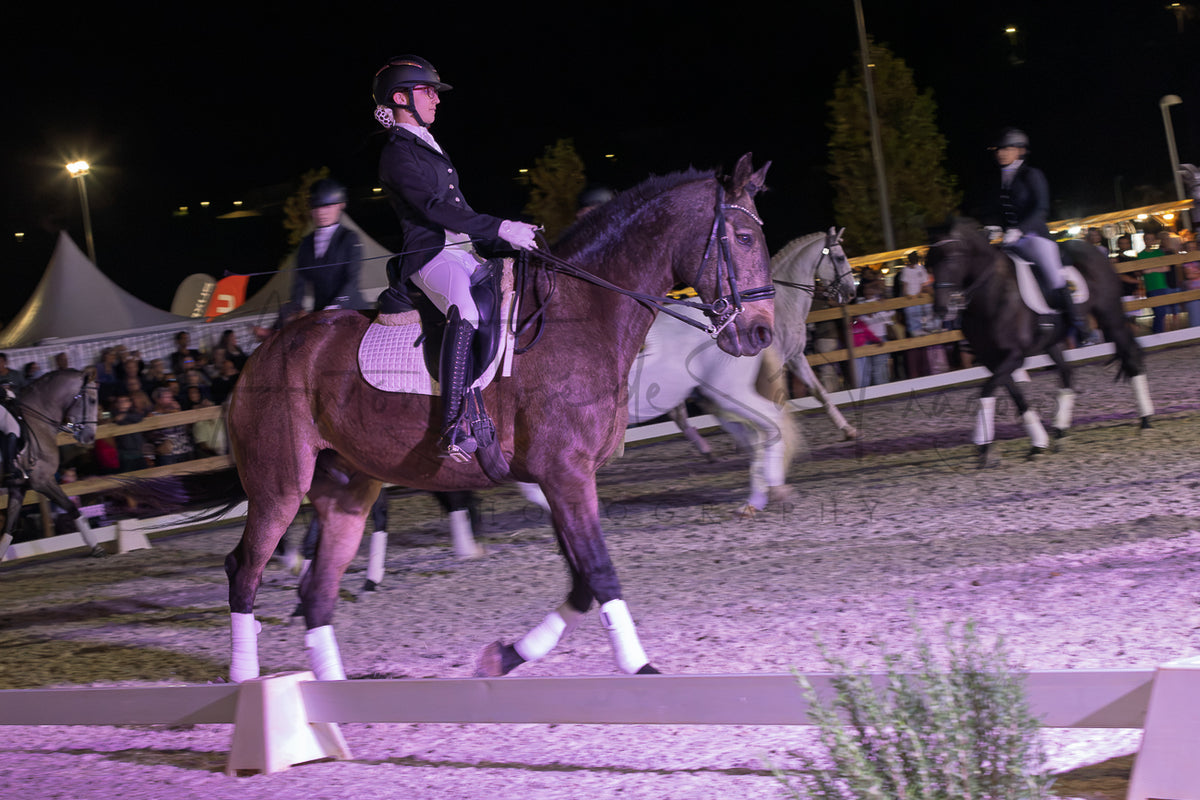 Horse Riding School - Dressage Collective