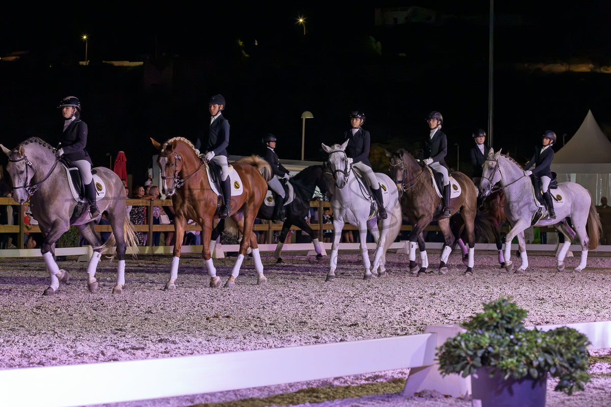 Horse Riding School - Dressage Collective