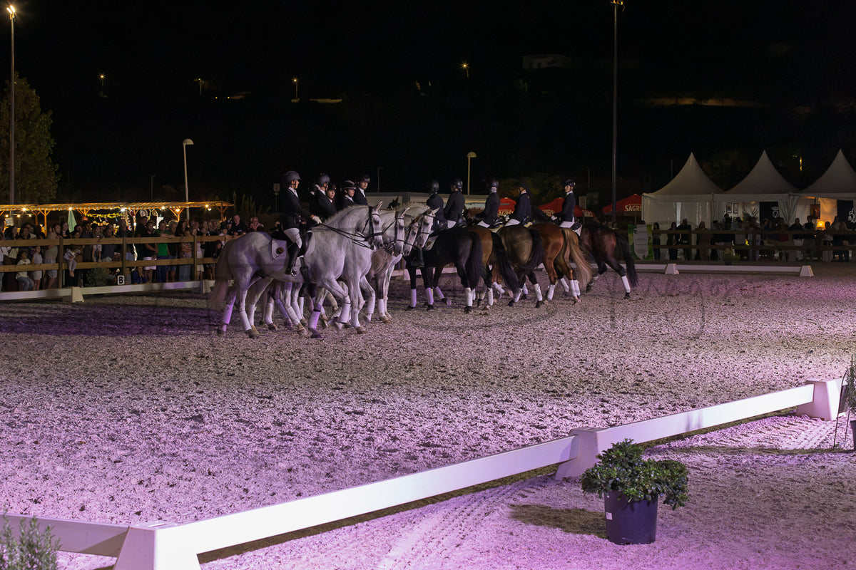 Horse Riding School - Dressage Collective