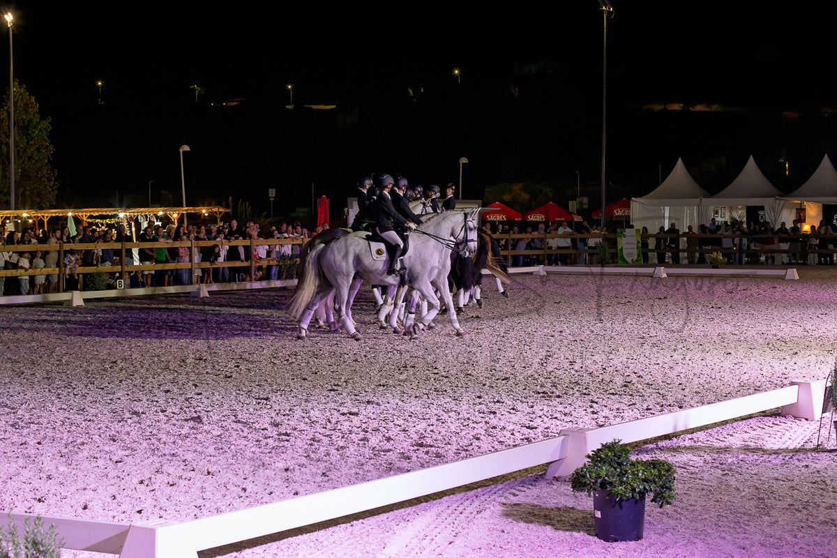 Horse Riding School - Dressage Collective