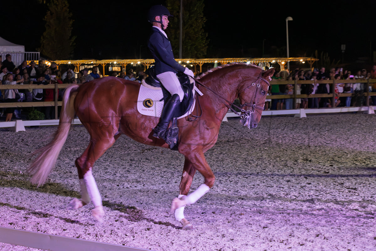 Horse Riding School - Dressage Collective