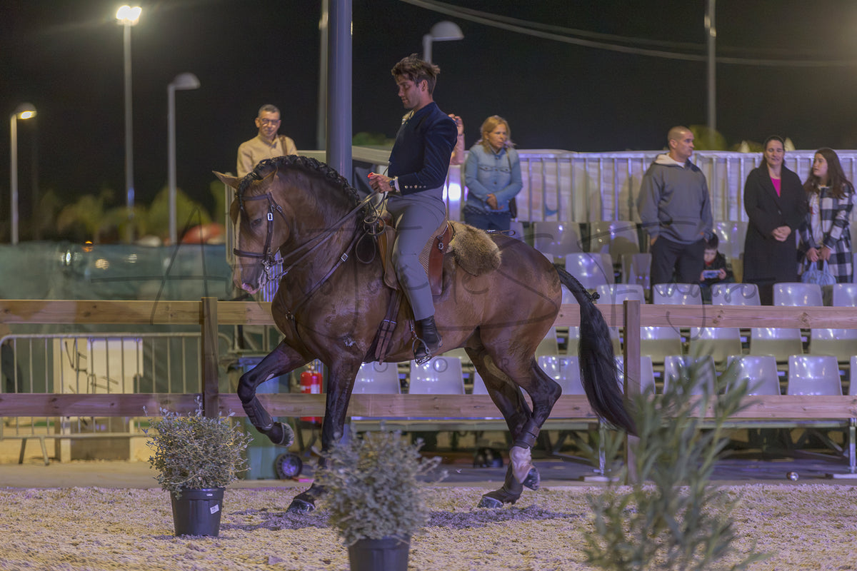 A dark brown horse wearing a bridle and saddle being ridden by a person in formal equestrian attire, performing in an outdoor night equestrian arena with spectators seated in bleachers in the background.