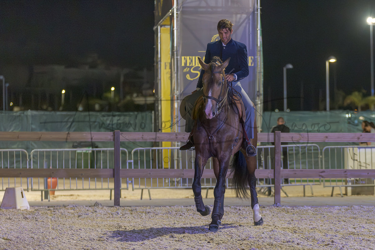 A person riding a dark brown horse in an outdoor night equestrian arena, with a fence, sand footing, and event lighting visible in the background.