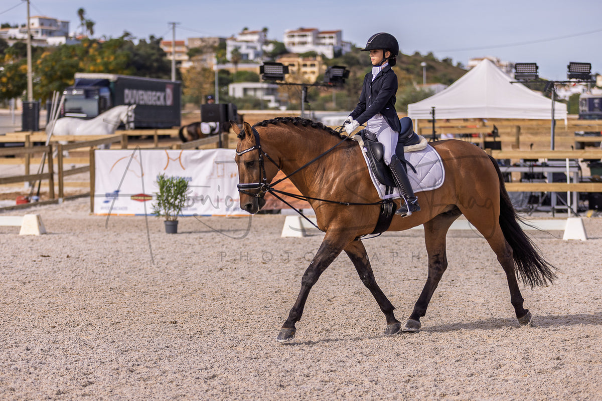 A brown horse with black legs is being ridden by a person in equestrian attire inside an outdoor sand arena. The rider wears a black helmet, black jacket, white breeches, and black boots, while the horse has a white saddle pad and bridle.