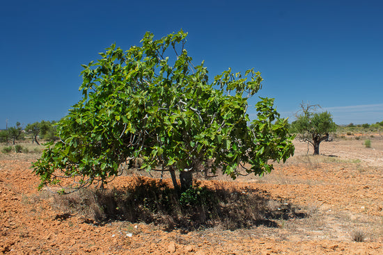 Fig Tree in a dry landscape with clear blue sky