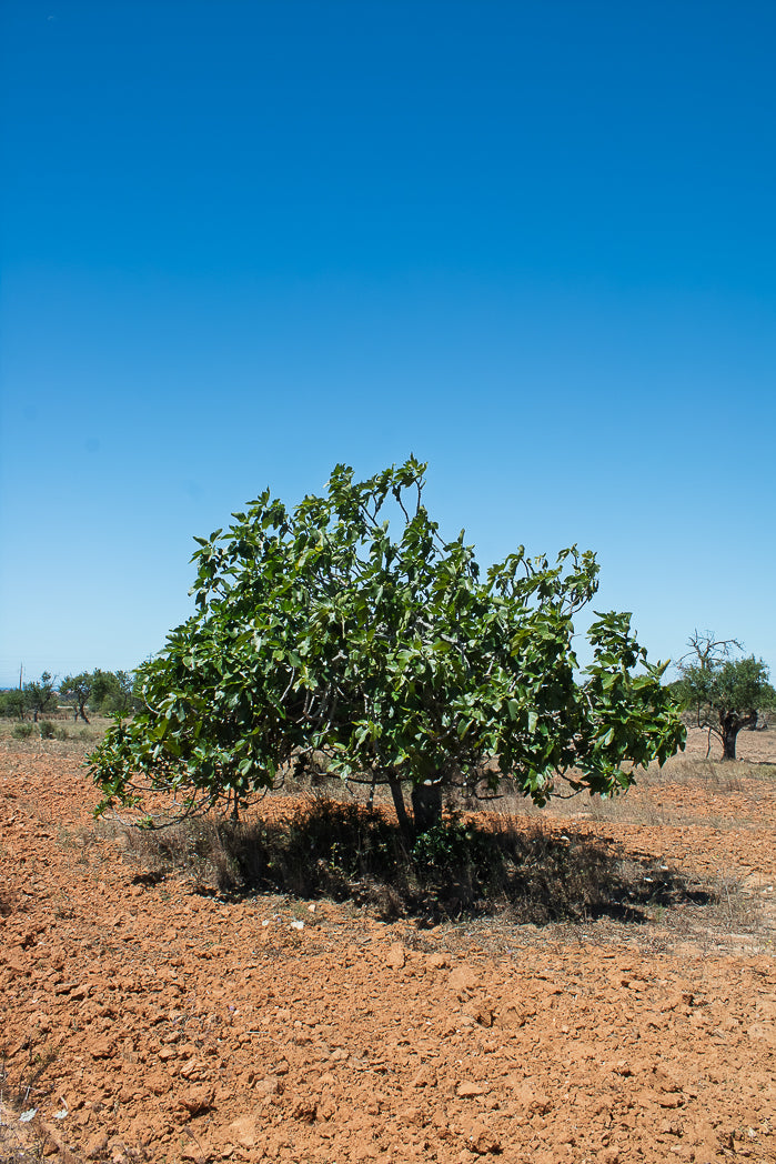Fig Tree in a field with a clear blue sky