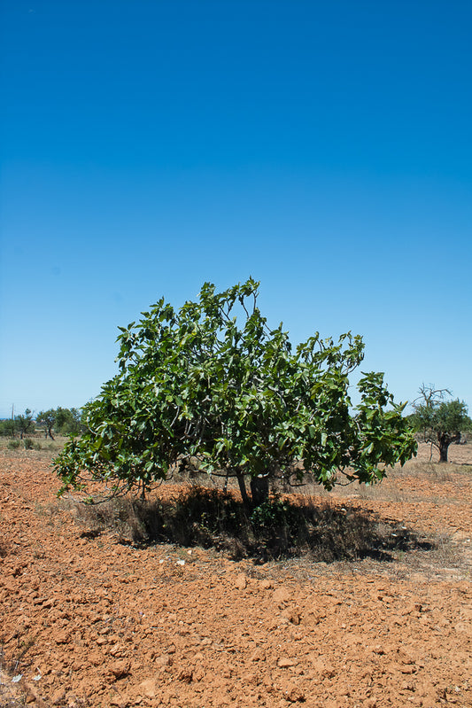 Fig Tree in a field with a clear blue sky