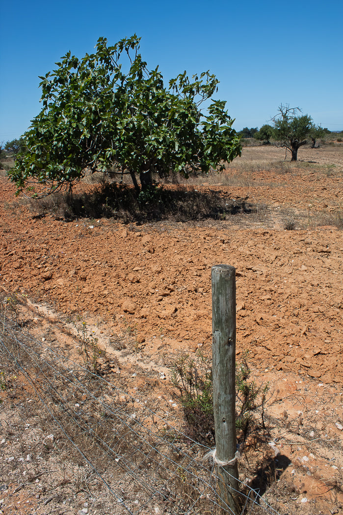 Dry, barren landscape with a tree and a wooden post against a clear blue sky.