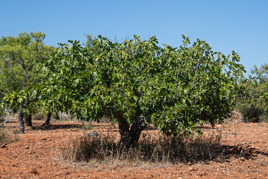 Large fig tree with green leaves on a red dirt field under a clear blue sky.