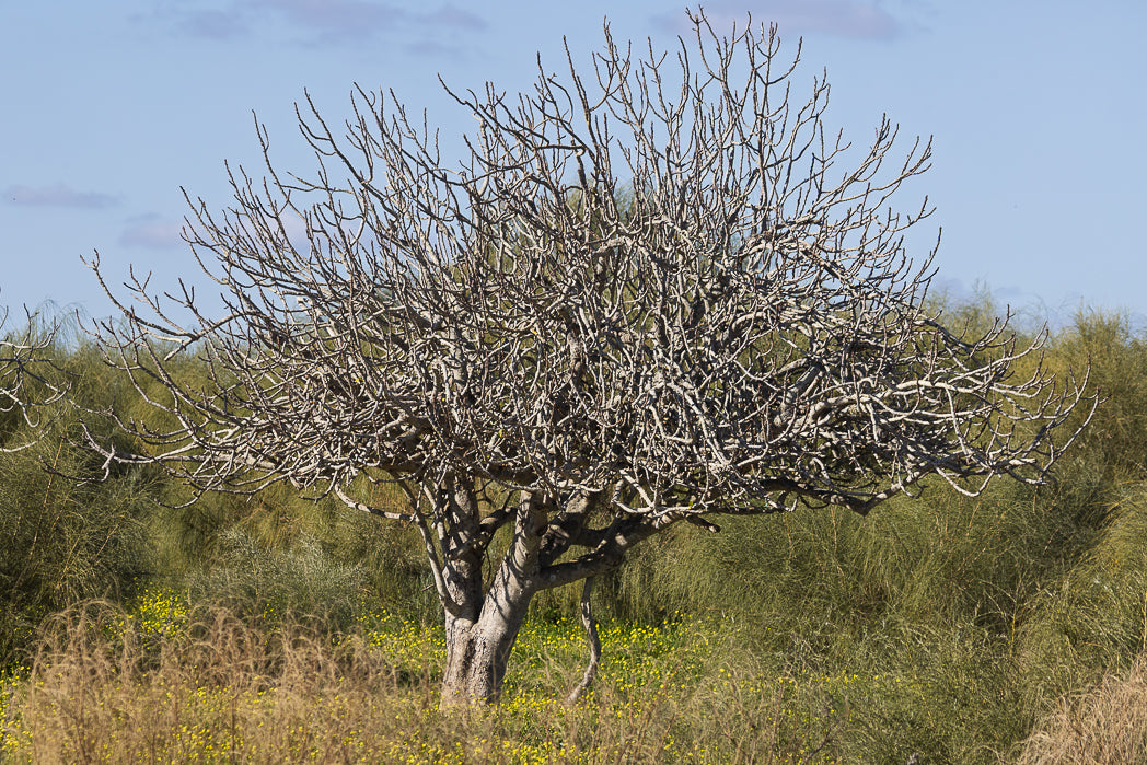 Barren fig  tree in a field with a clear sky