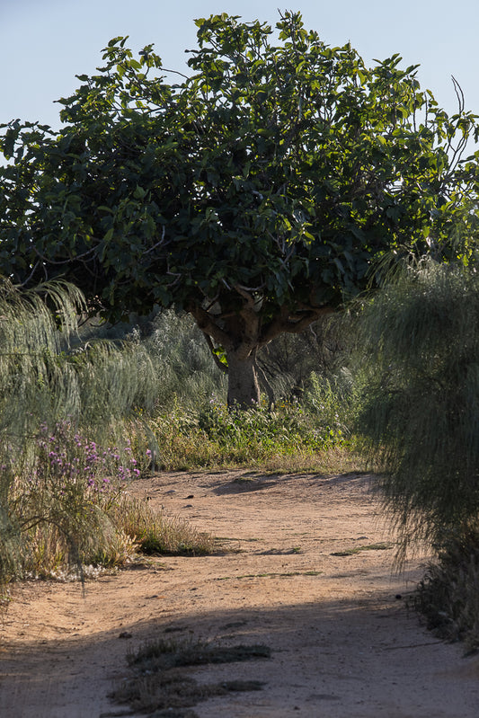 Pathway through a field with trees and plants on a sunny day