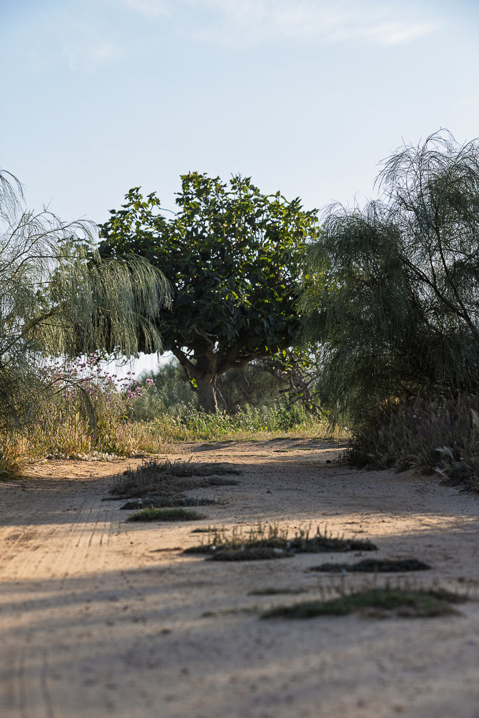 Winding dirt path through a forest with trees and underbrush