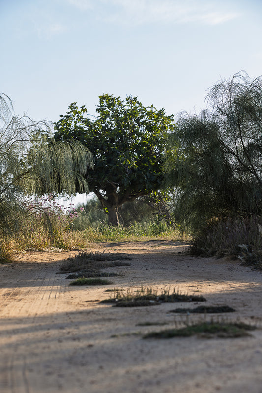 Winding dirt path through a forest with trees and underbrush