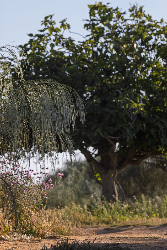 Scenic view of a Fig tree
