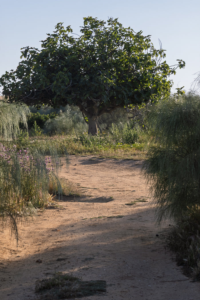 Dirt path leading through a natural landscape with fig trees and shrubs.