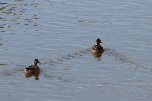 Gadwall (Mareca strepera)