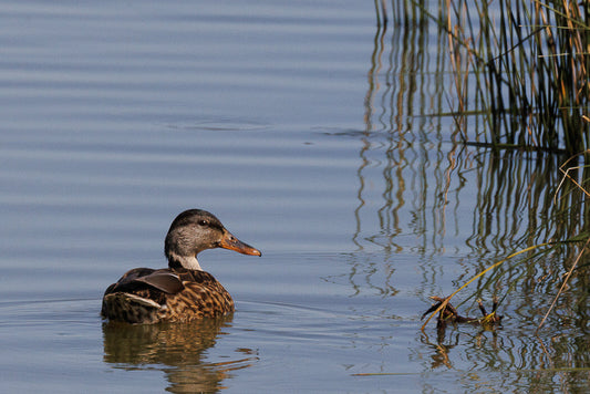 Gadwall (Mareca strepera)