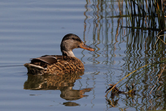 Gadwall (Mareca strepera)