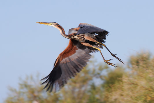 Purple Heron (Ardea purpurea)