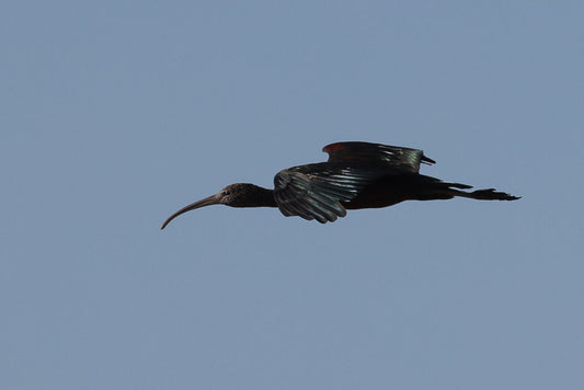 Glossy ibis (Plegadis falcinellus)