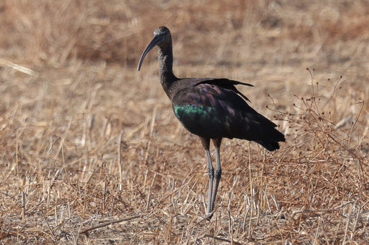 Glossy ibis (Plegadis falcinellus)