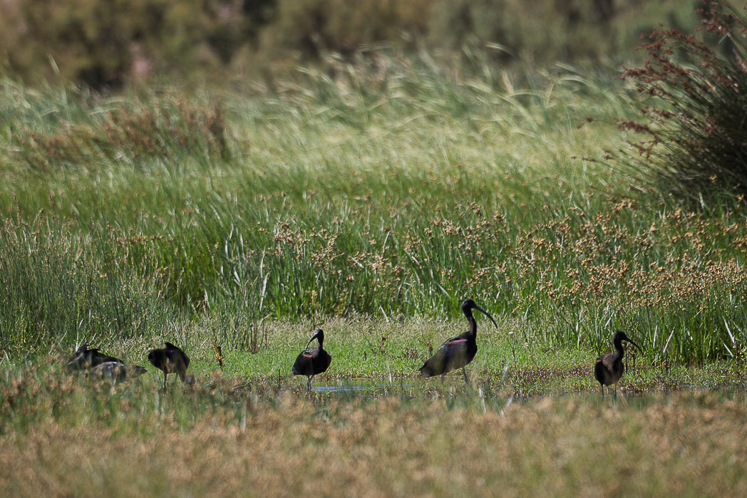 Glossy ibis (Plegadis falcinellus)