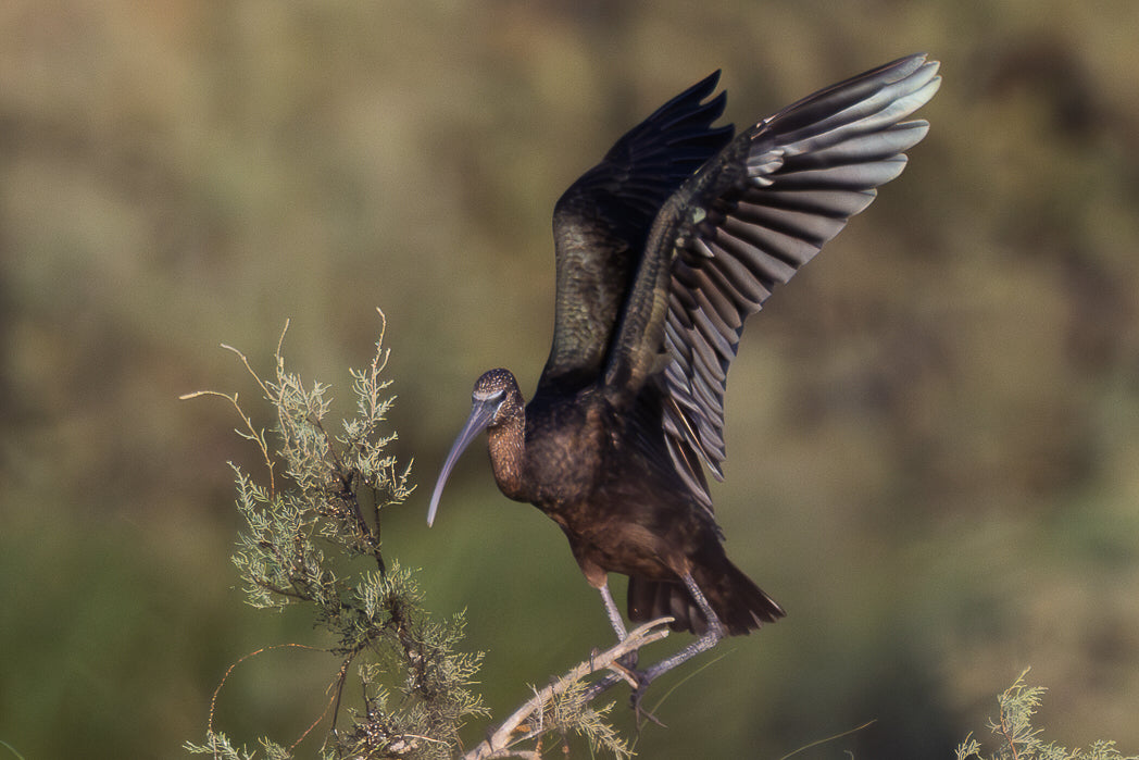 Glossy ibis (Plegadis falcinellus)