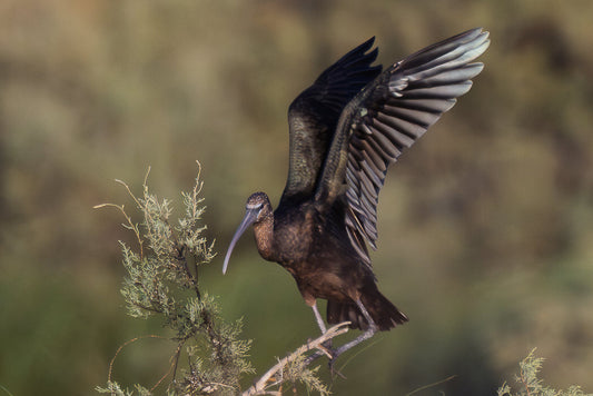 Ibis-preto (Plegadis falcinellus)