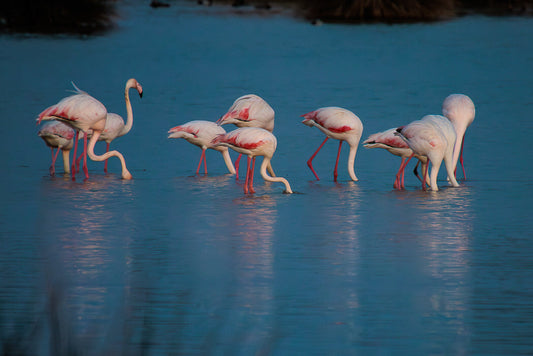 Flamingo, Greater Flamingo (Phoenicopterus roseus)