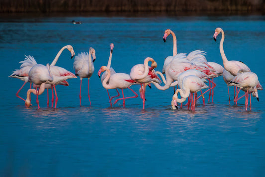 Flamingo, Greater Flamingo (Phoenicopterus roseus)