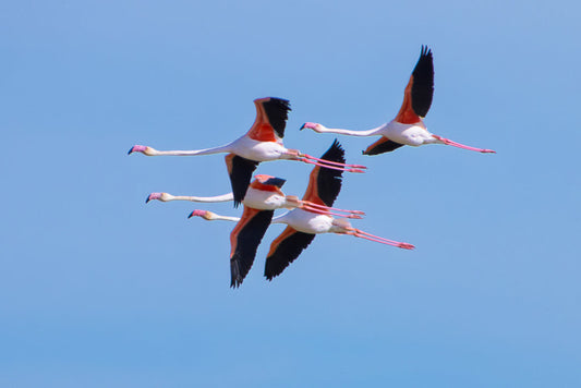 Flamingo, Greater Flamingo (Phoenicopterus roseus)
