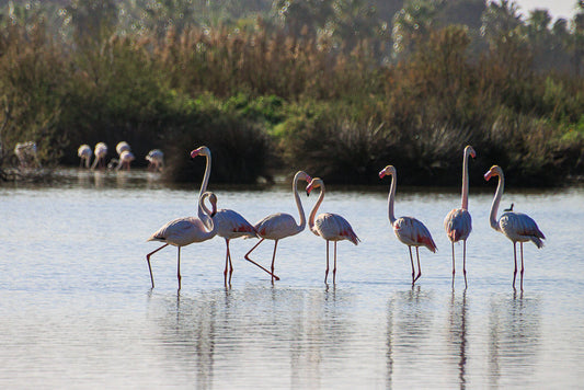 Flamingo, Greater Flamingo (Phoenicopterus roseus)