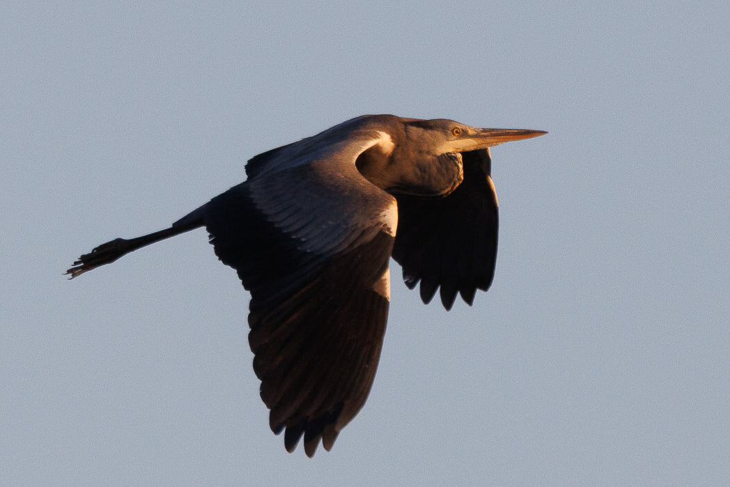 Grey Heron (Ardea Cinerea)