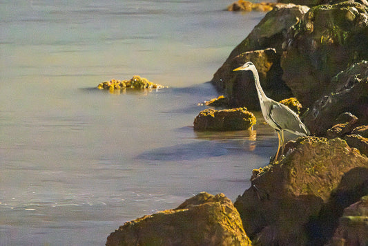 Graça-Real (Ardea Cinerea)