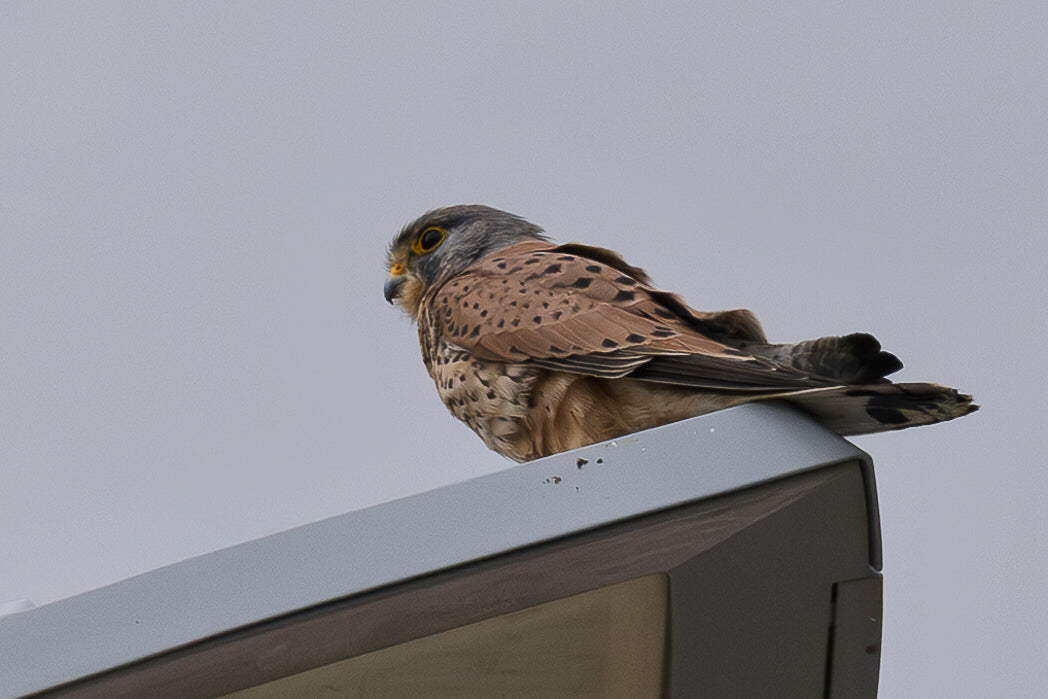 Kestrel (Falcon Tinnunculus)