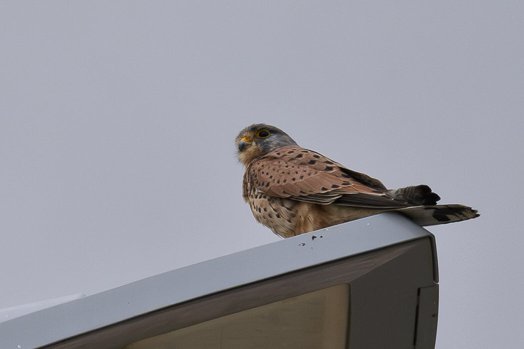 Kestrel (Falcon Tinnunculus)