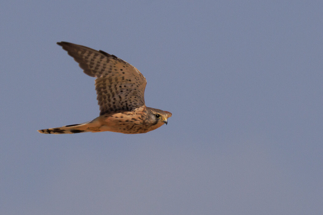 Kestrel (Falcon Tinnunculus)